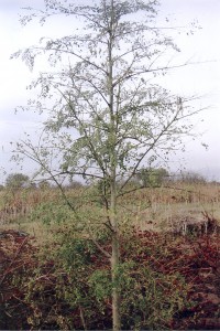 Moringa Oleífera para o Tratamento da Água
