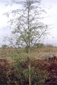 Moringa Oleífera para o Tratamento da Água