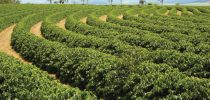 São Gotardo: Riqueza no Meio do Cerrado Mineiro